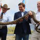 A picture of a snake petting a long reptile.
